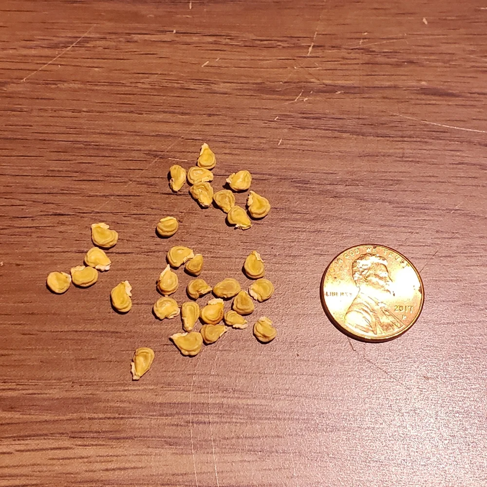 Double purple angel trumpet - Picture 9 of 9